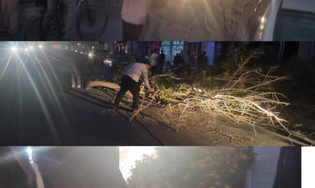 سقوط درخت